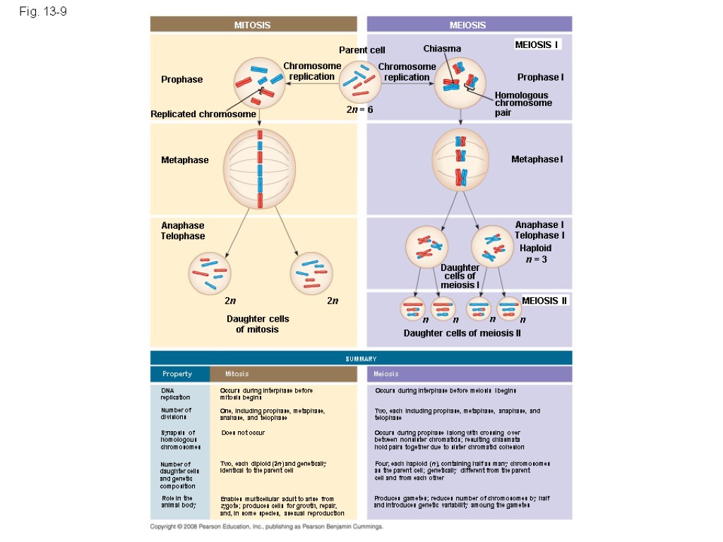 Fig. 13-9 MITOSIS MEIOSIS MEIOSIS I Prophase I Chiasma Homologous chromosome pair Chromosome replication